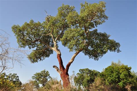 Quercus Suber: The Cork Oak
